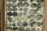 Lot: Cut & Polished, Pyrite Replaced Ammonite Pairs - Pieces #276576-1